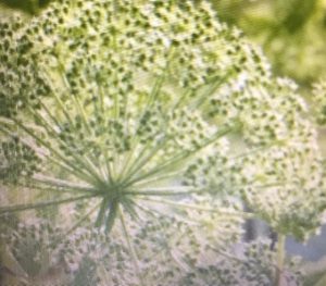 Engelwortelplant , een schermbloemige